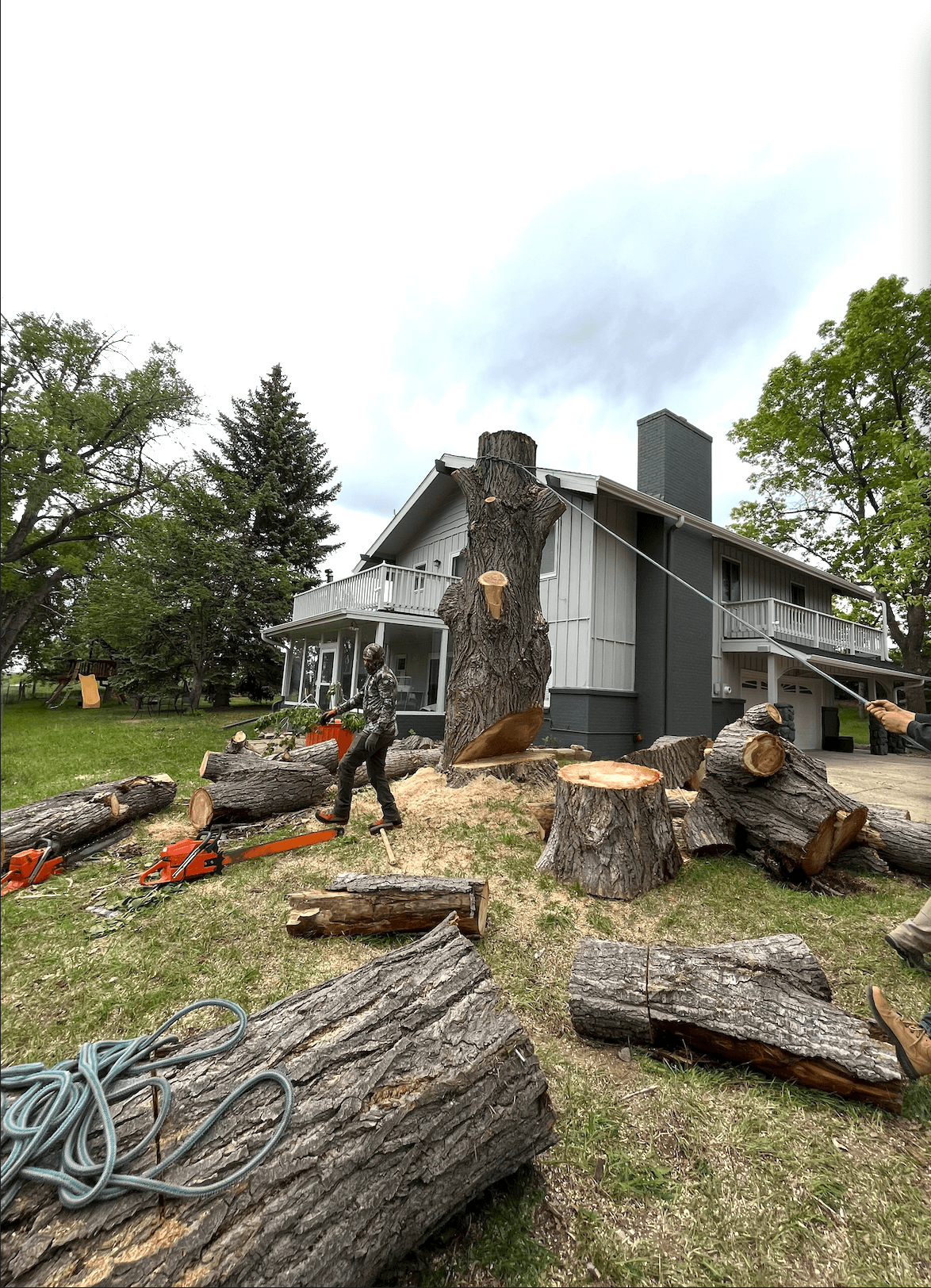 Tree Removal Process