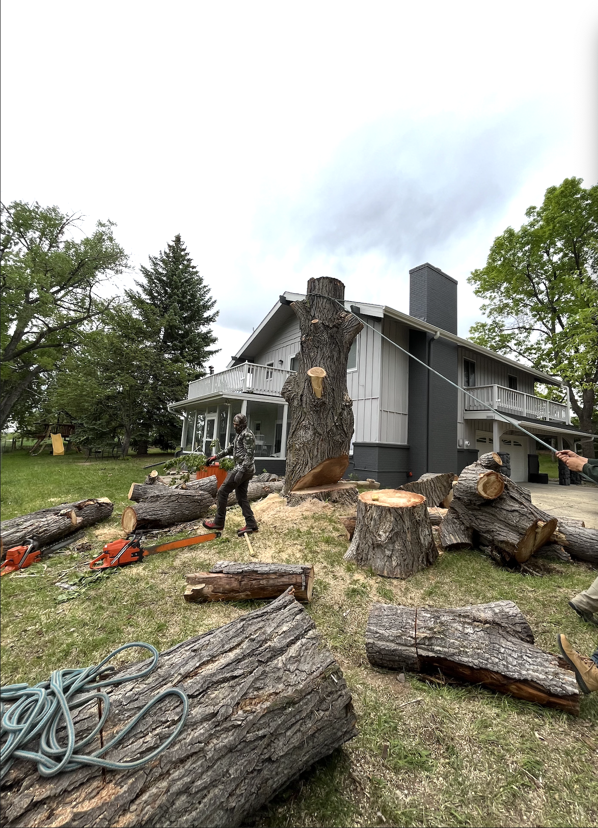 Tree Service in action